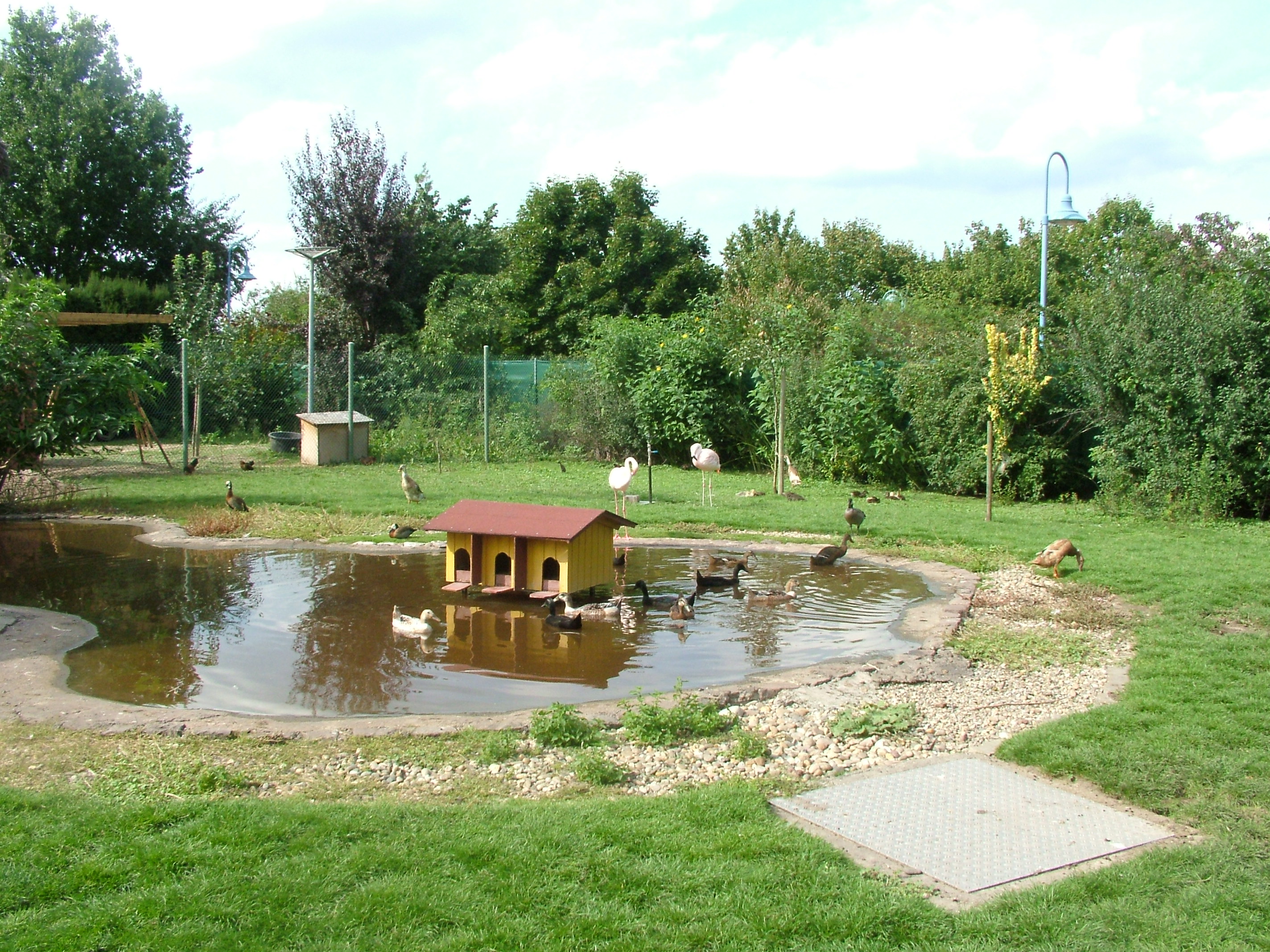Flamingo Pool at Vogelpark Neuthard, 3rd Sept 2010