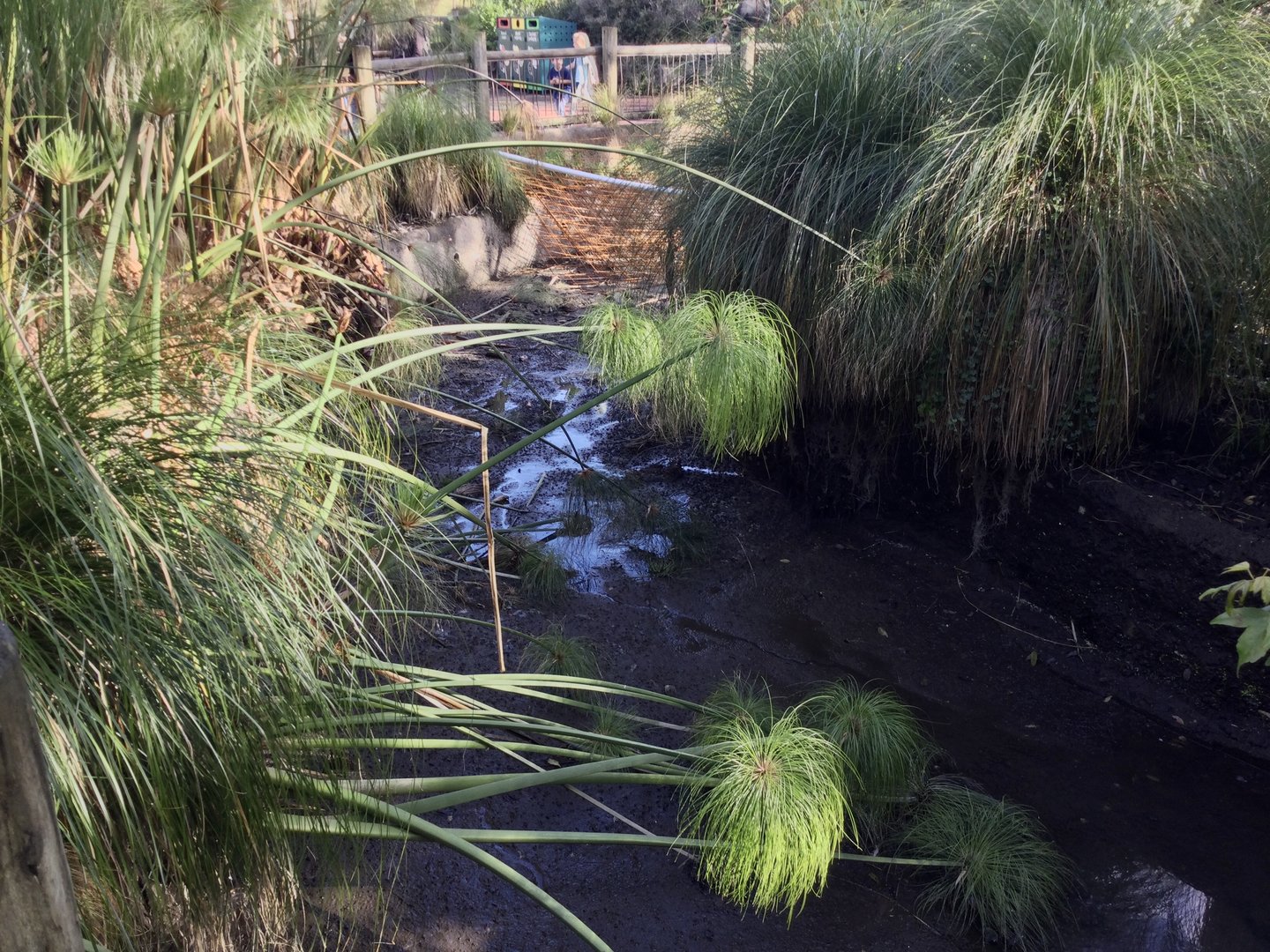Flamingo Pool (Drained)