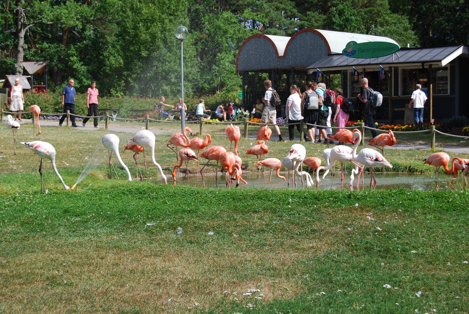 Flamingo Pool in ParkenZoo