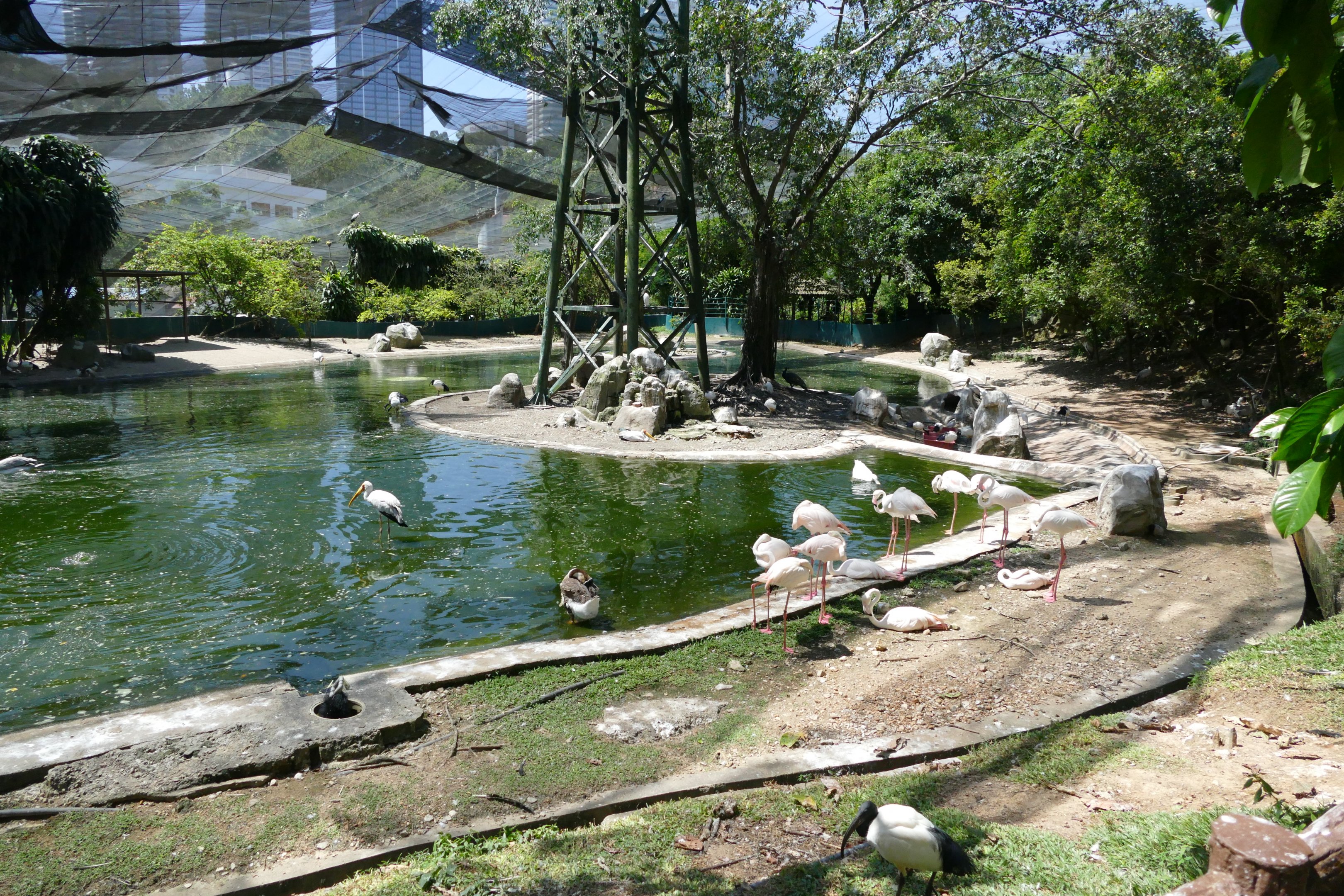Flamingo pool in the large walkthrough-aviary