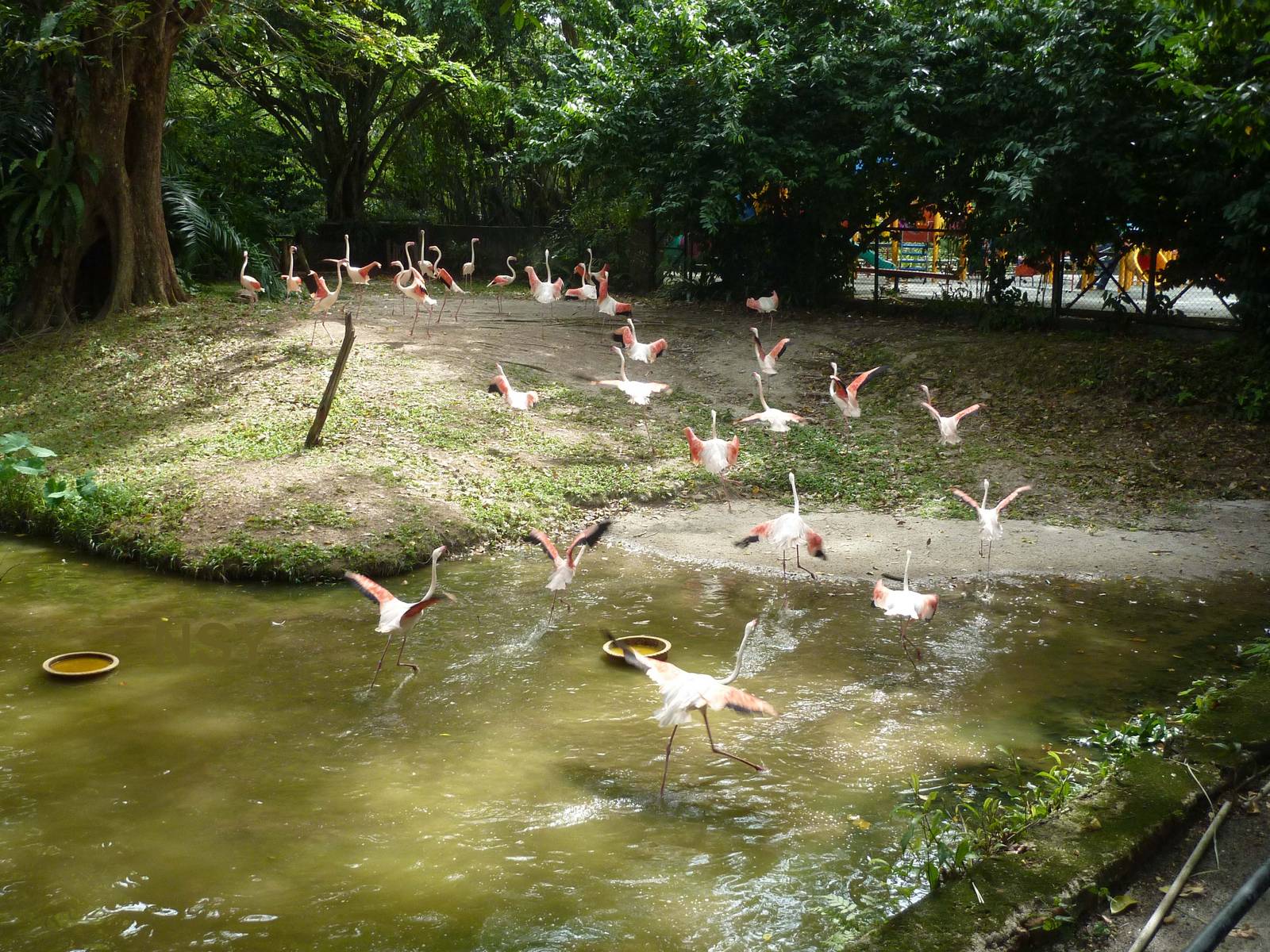 Flamingo pool, May 2013