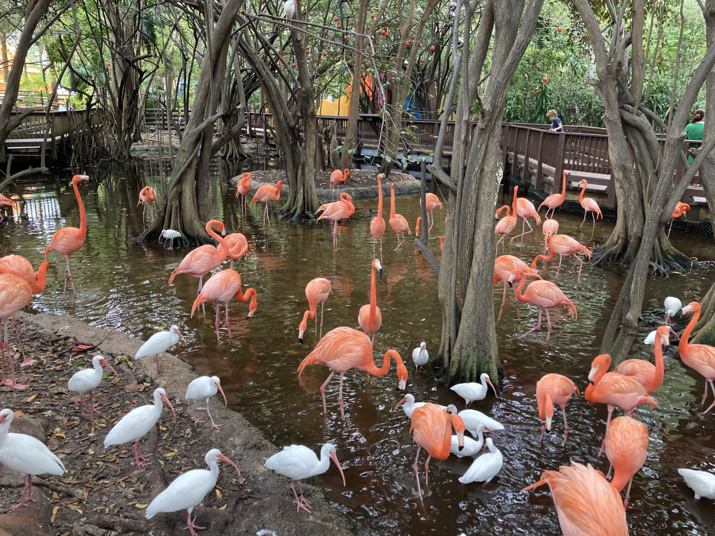 Flamingo pool with wild White Ibises