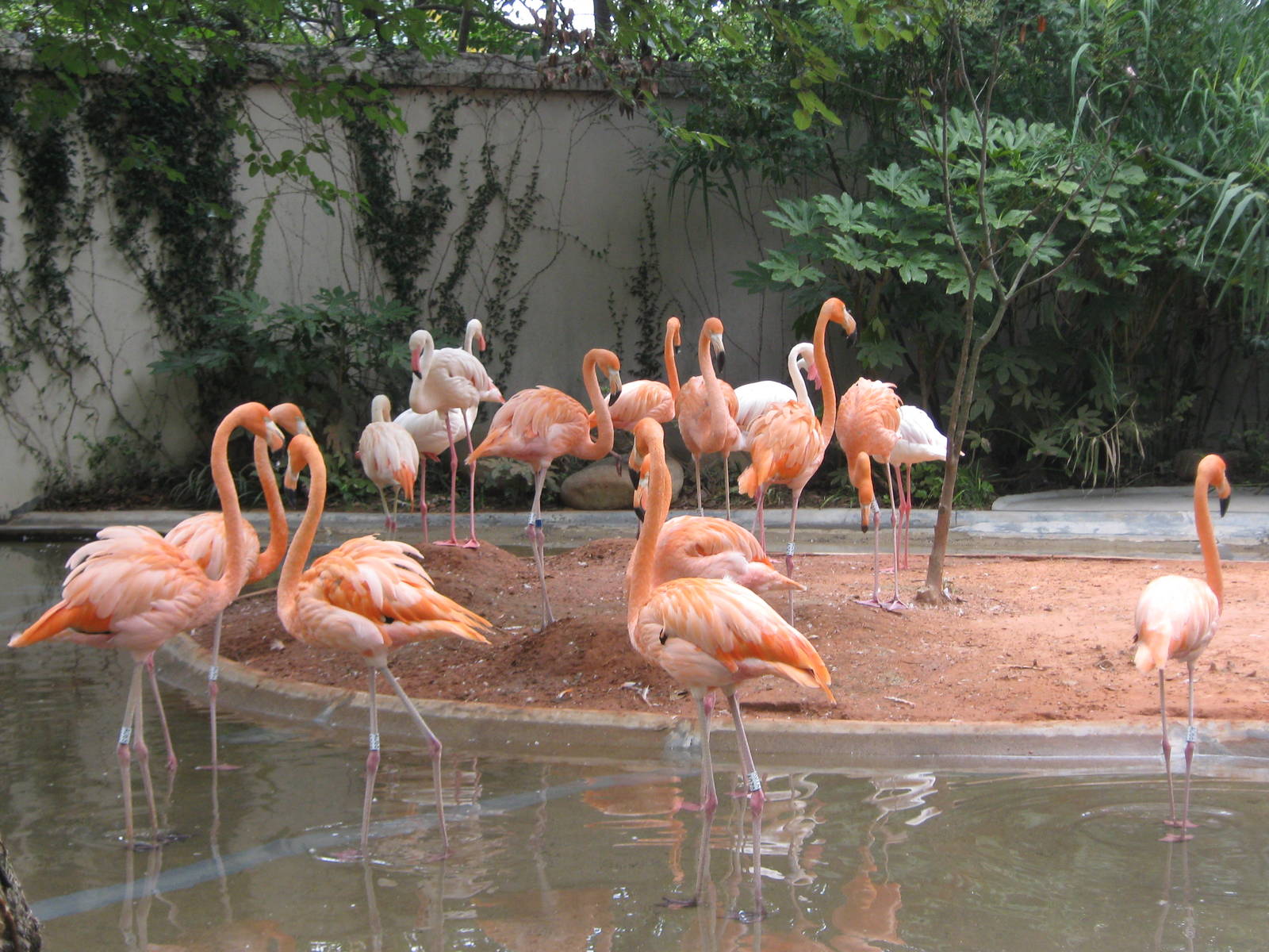 flamingo pool