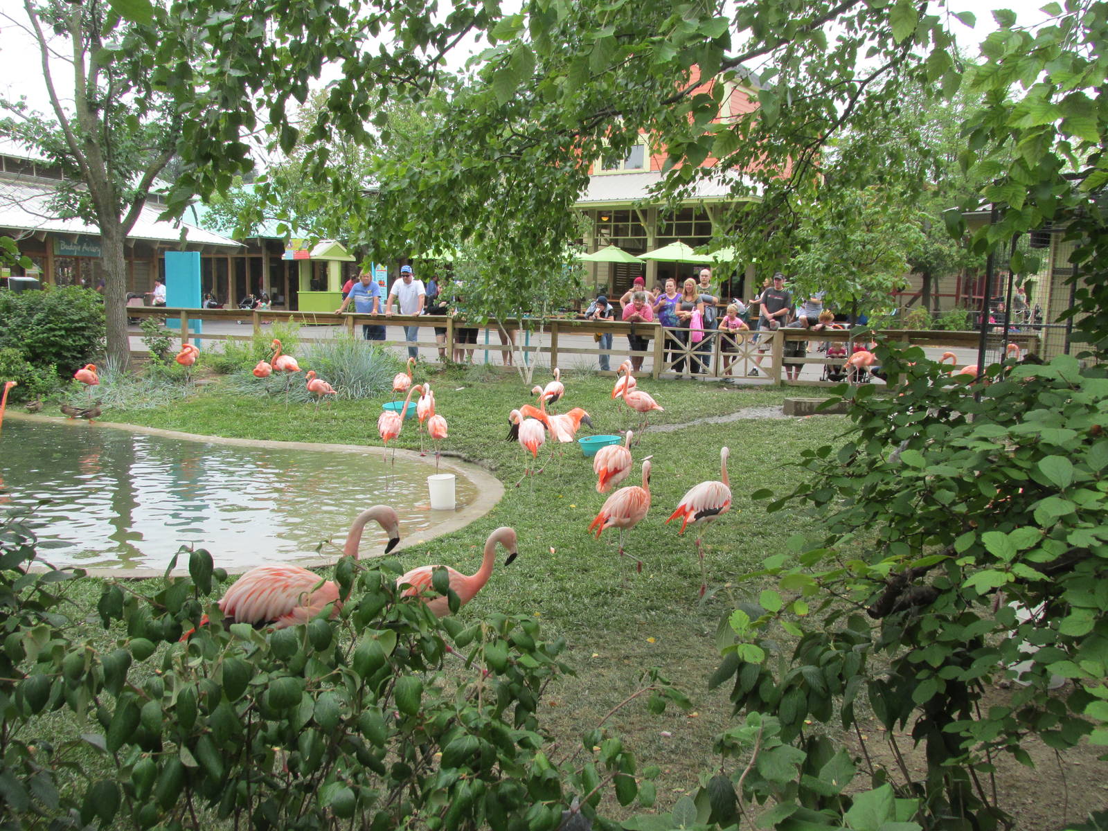 Flamingo Pool