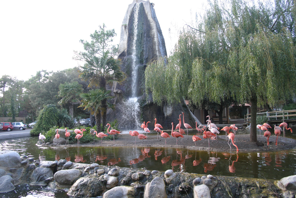 Flamingo Pool