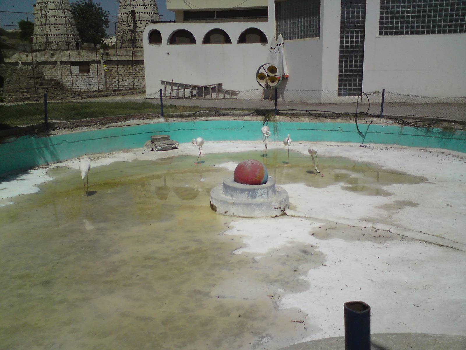 Flamingo pool
