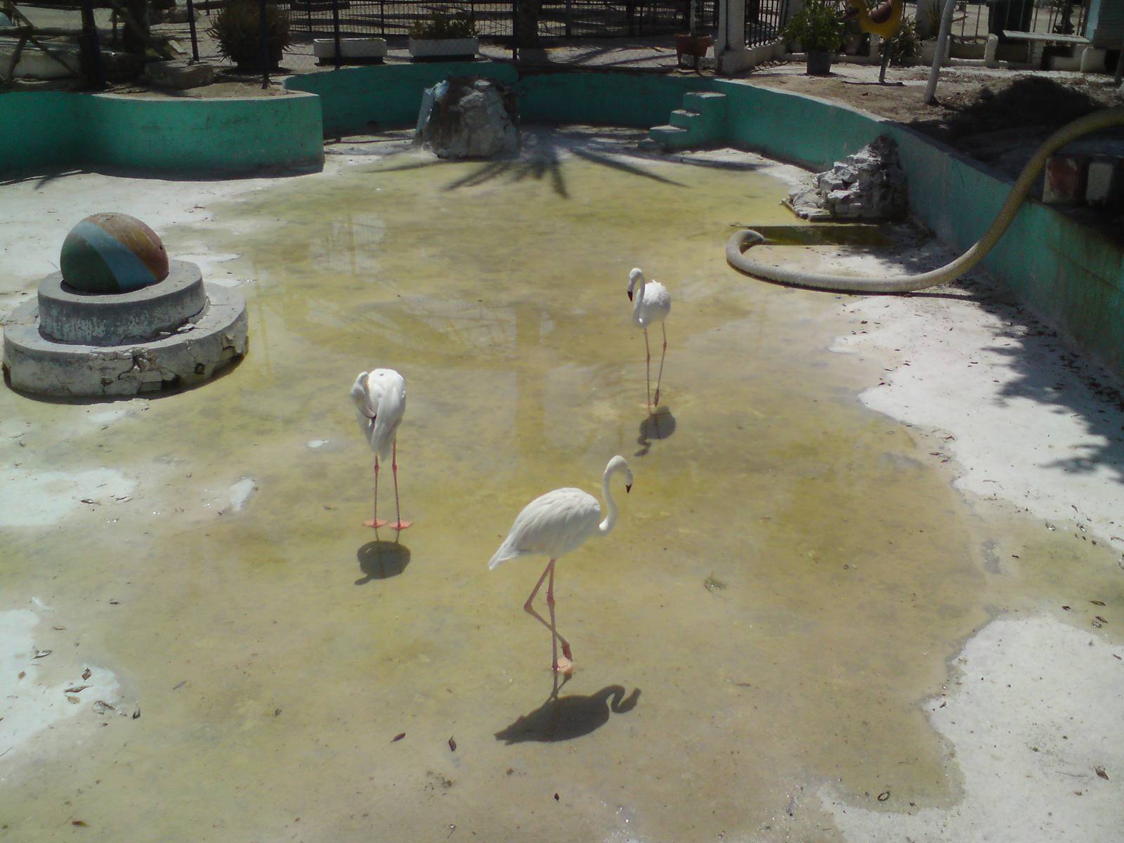Flamingo pool
