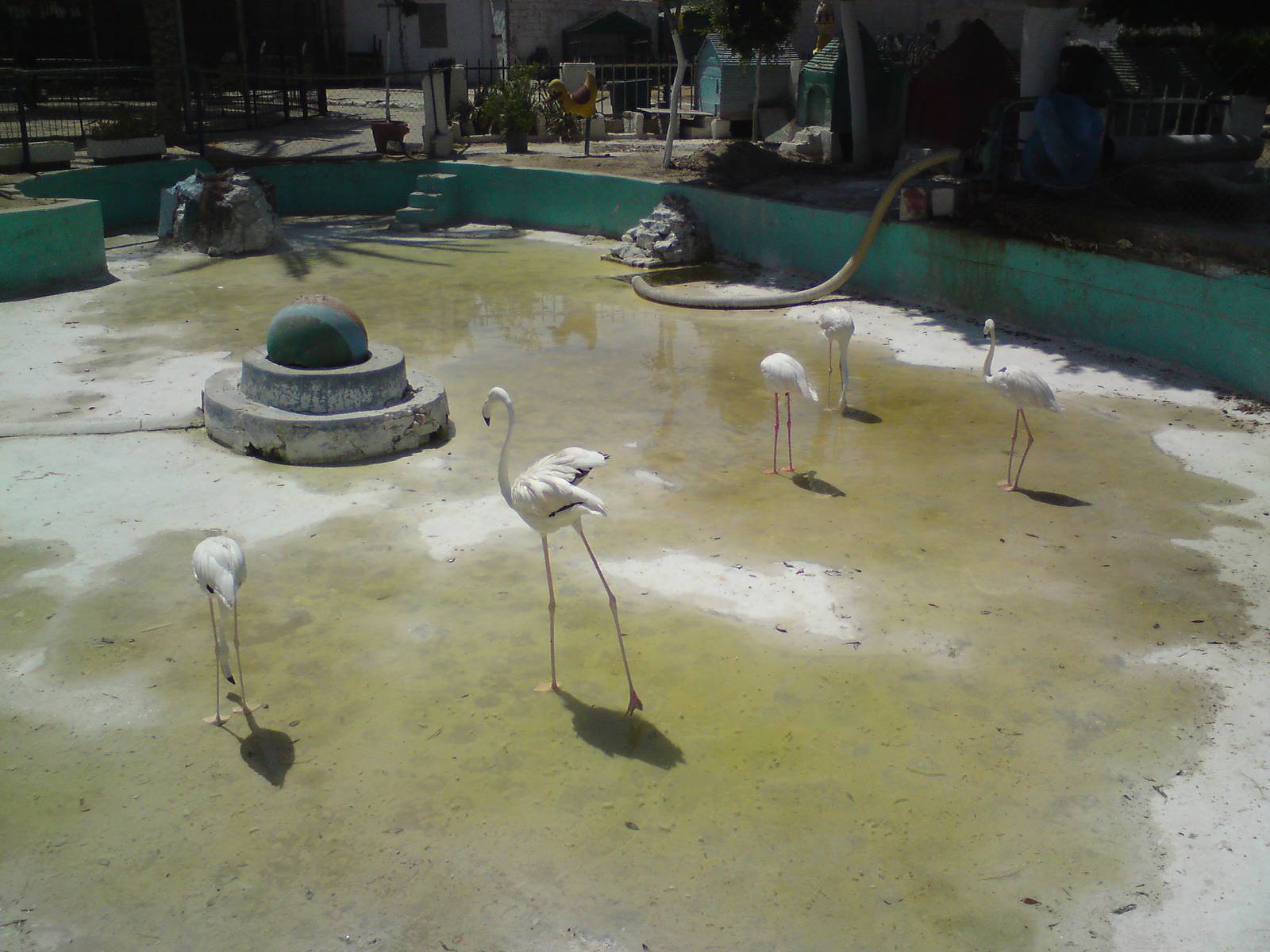 Flamingo pool
