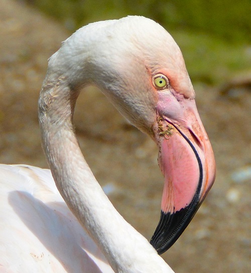 Flamingo Portrait