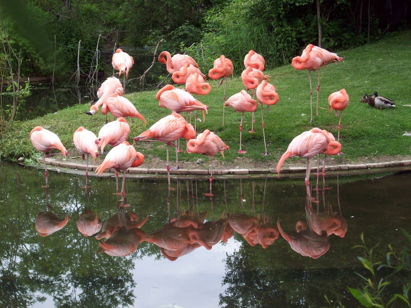 Flamingo Reflection.