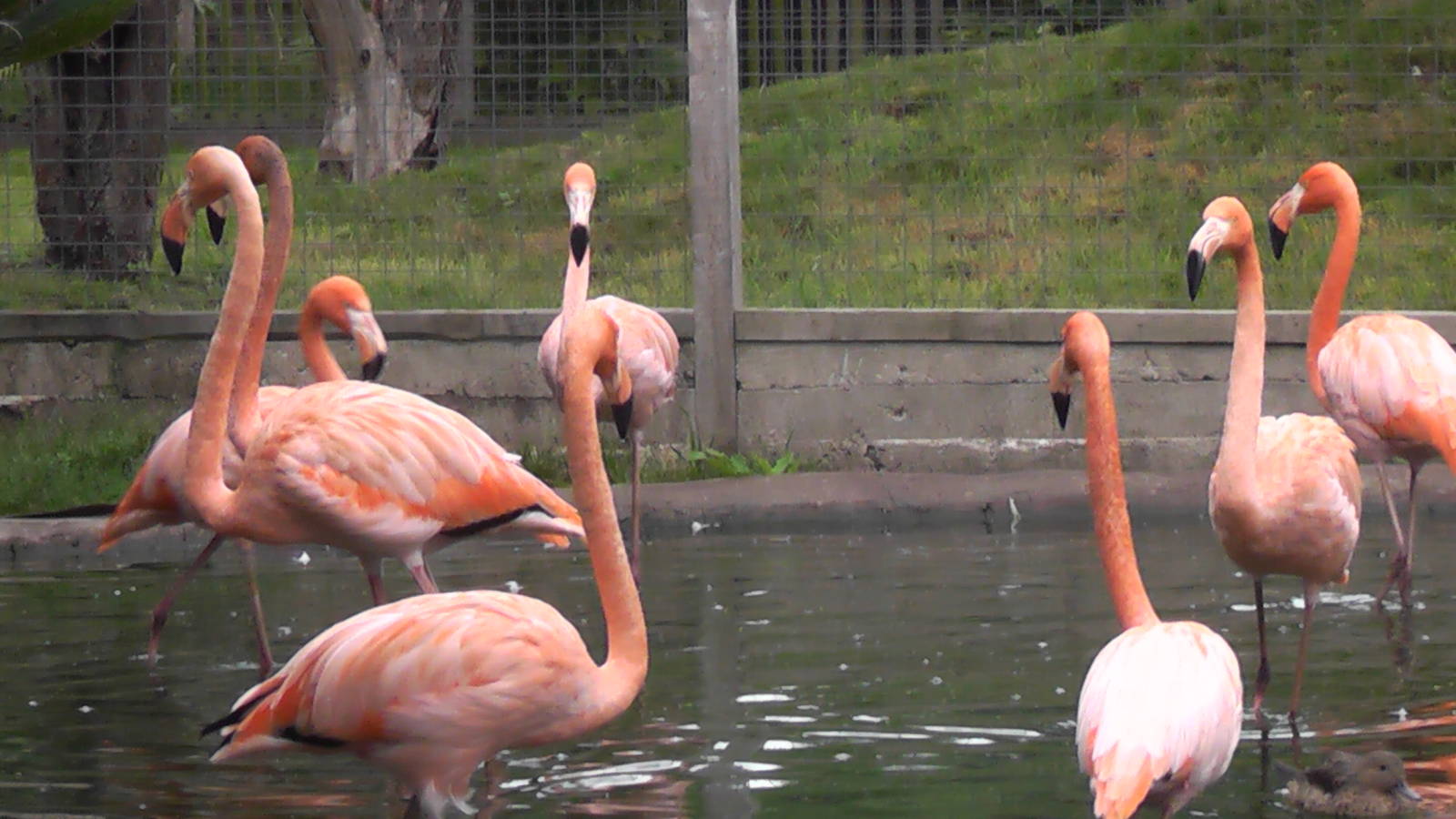 Flamingo - RSCC August 2010