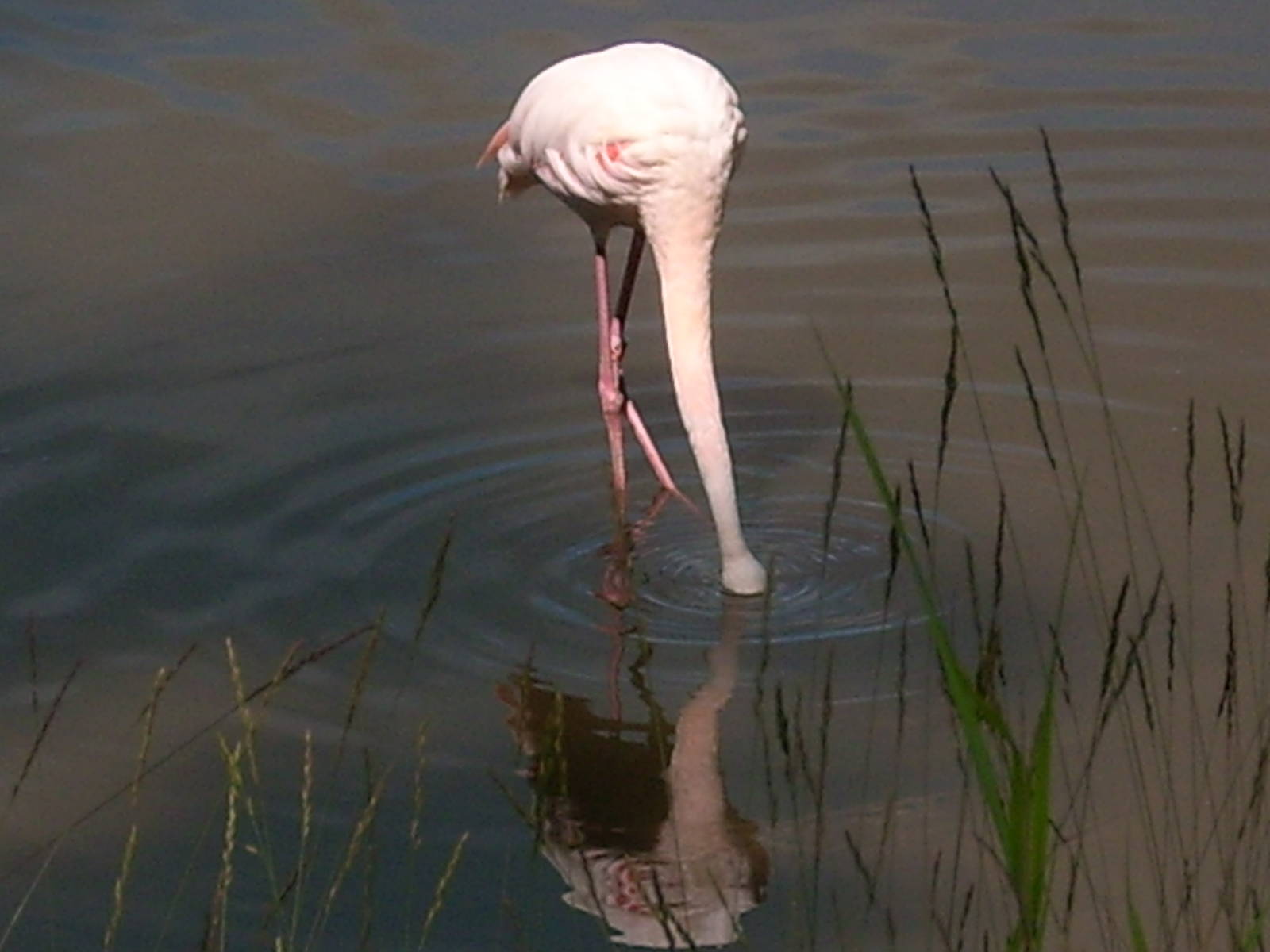 flamingo savannah