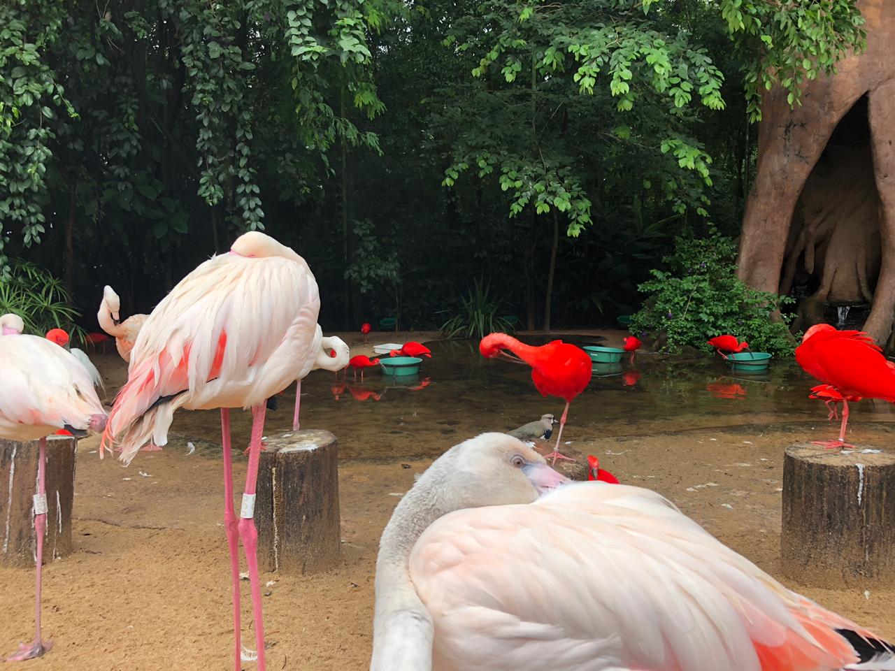 Flamingo/scarlet-ibis mixed exhibit - Parque das aves