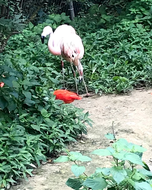 Flamingo & Scarlet Ibis
