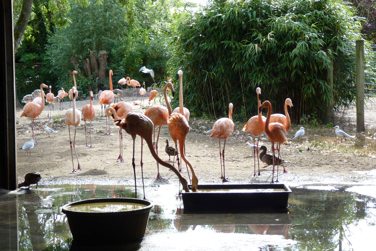 Flamingo, September 2016