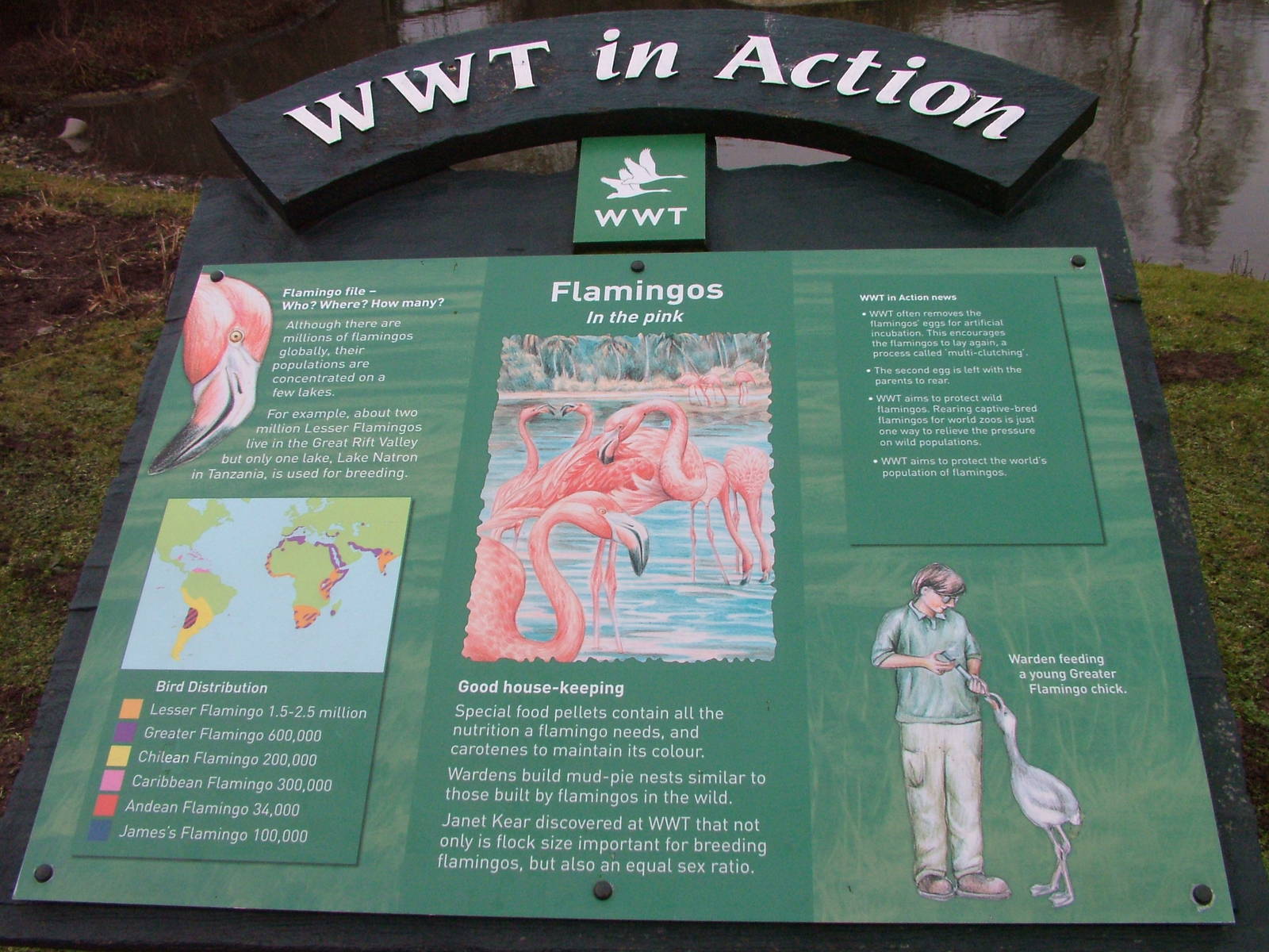 Flamingo sign at Slimbridge 06/02/10