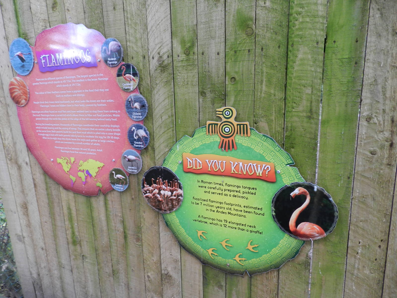 Flamingo Signage at Flamingo Land - 14/10/2012