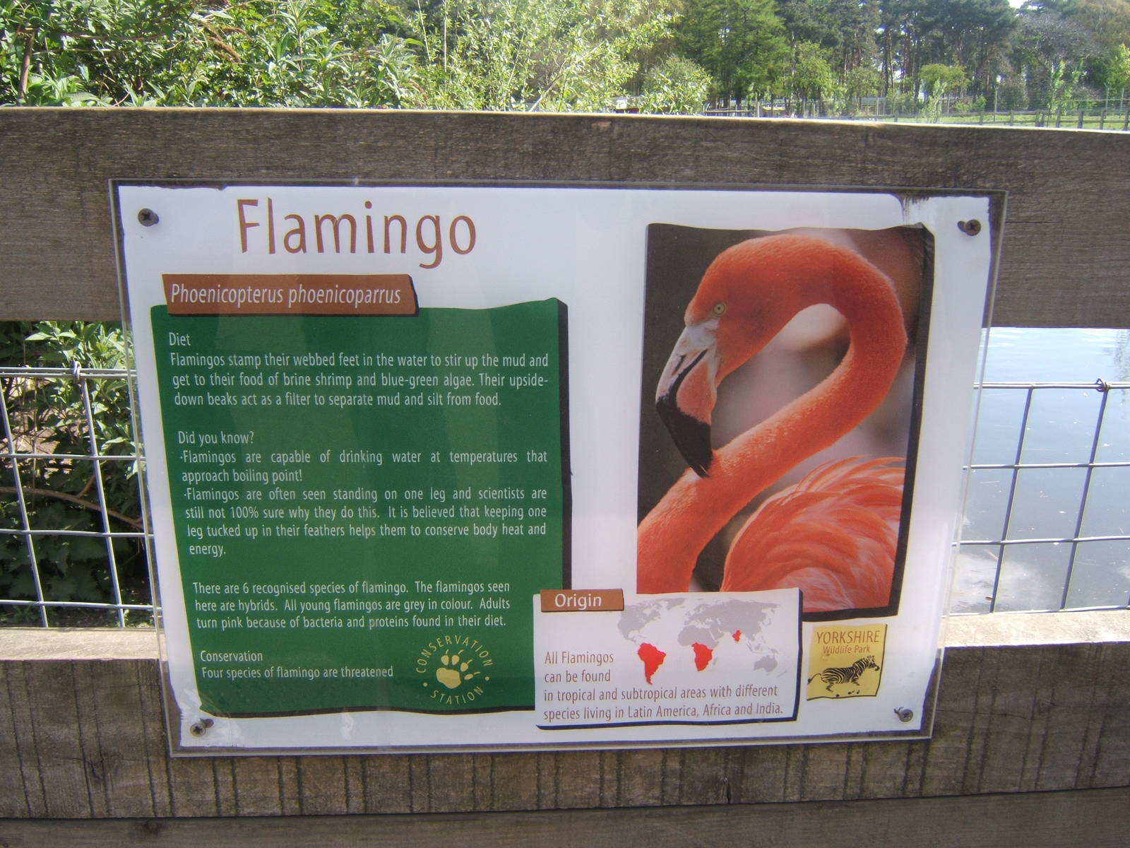 Flamingo Signage