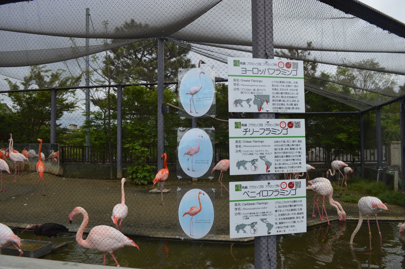 Flamingo Signage