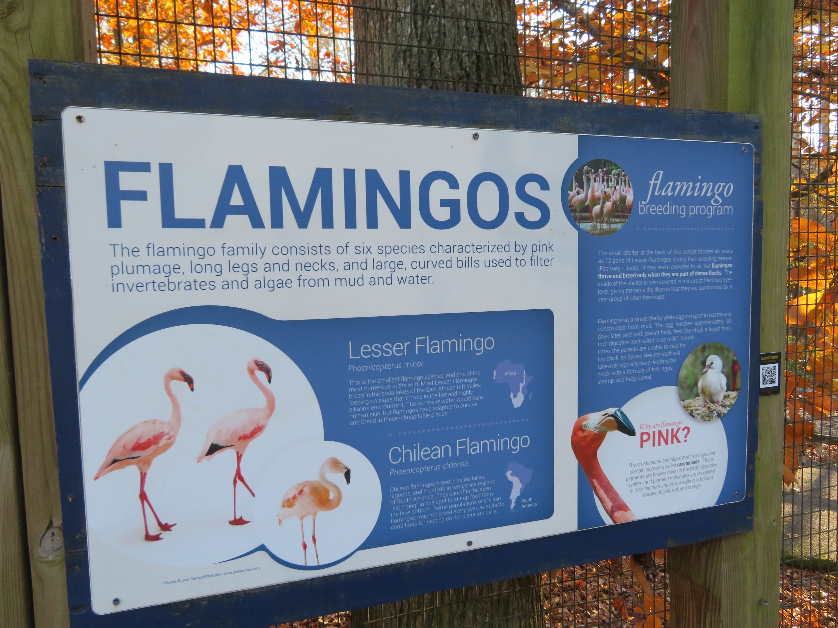 Flamingo Signage