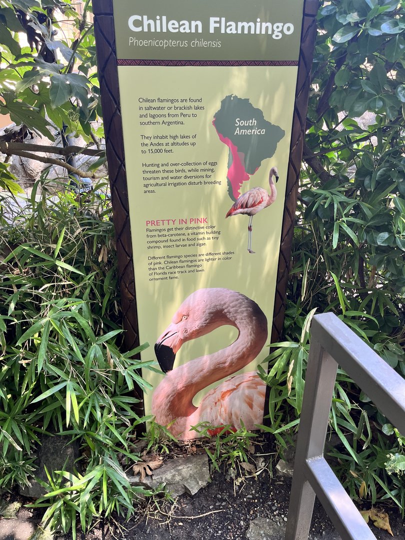 Flamingo Signage