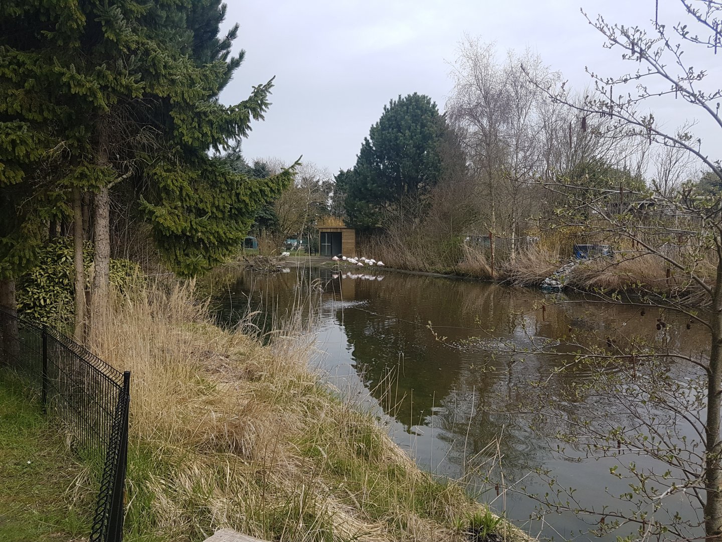 Flamingo - Swan pond