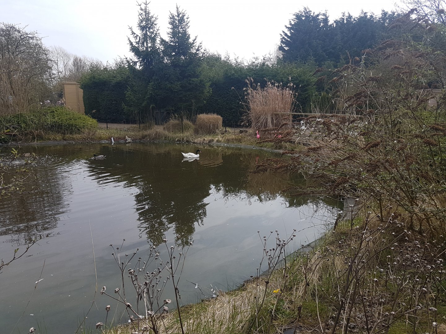 Flamingo - Swan pond