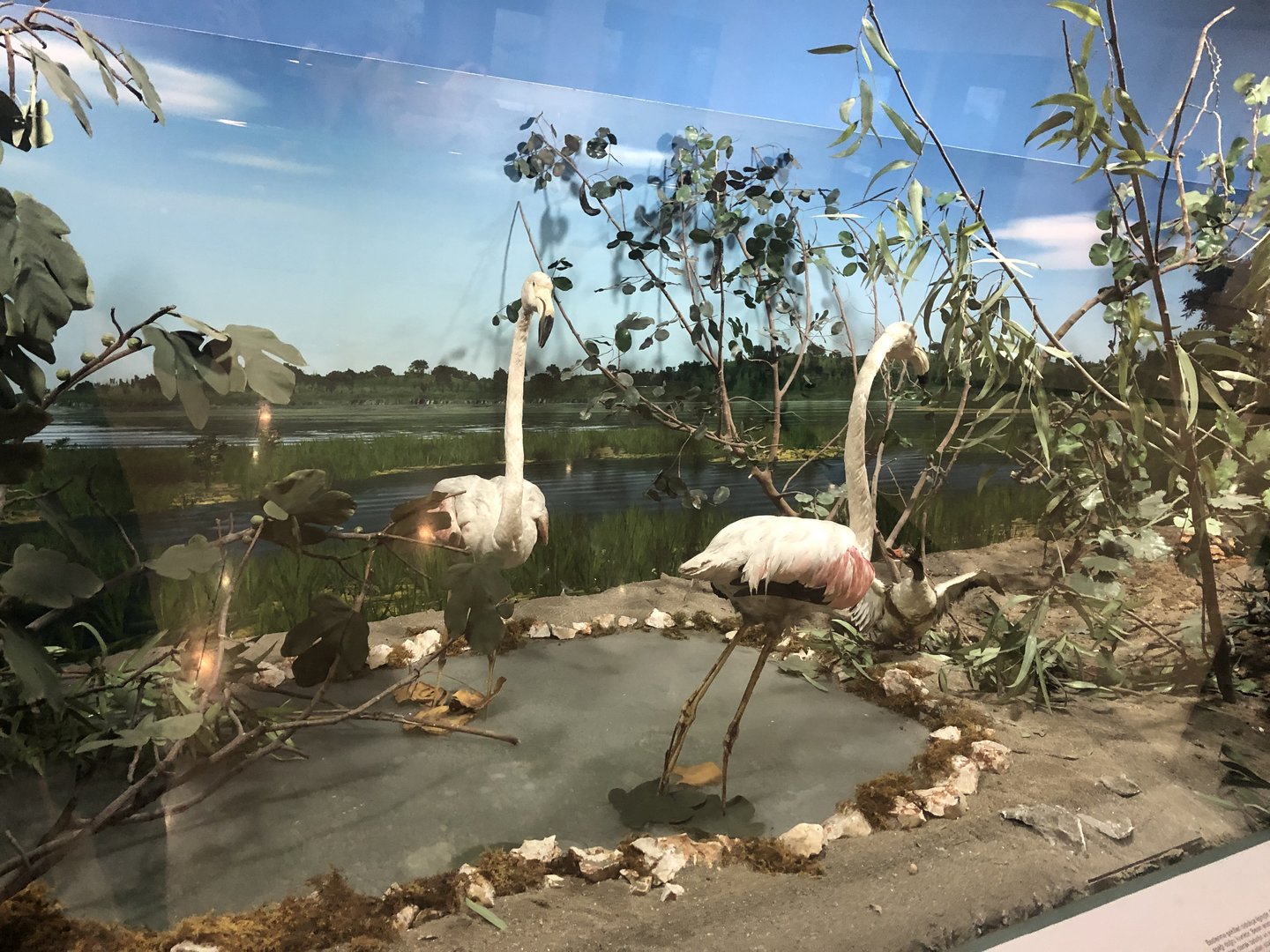 Flamingo taxidermy at the MTA Natural History Museum