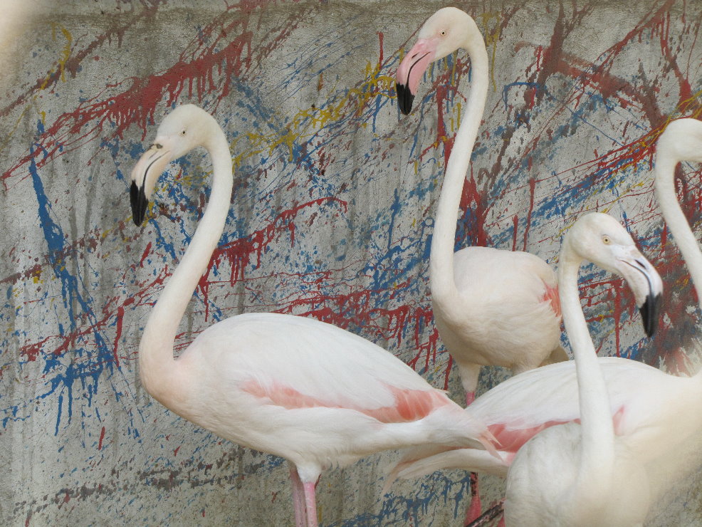 Flamingo(tehran zoo)