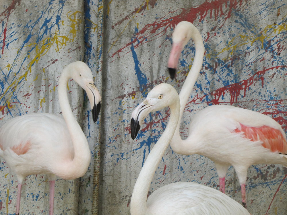 Flamingo(tehran zoo)