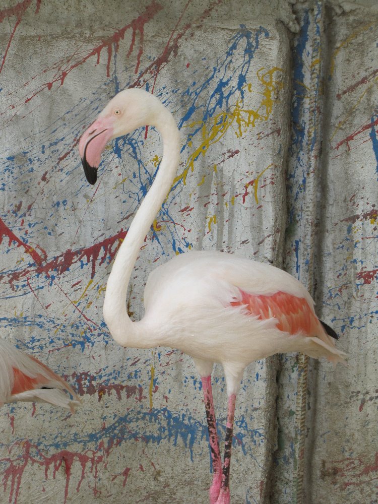 Flamingo(tehran zoo)