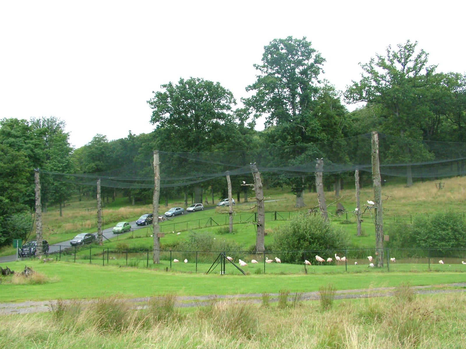 Flamingo Valley at Longleat August 2008