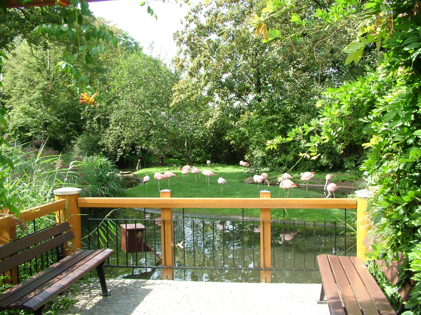 Flamingo Viewing at Halle, 04/09/11
