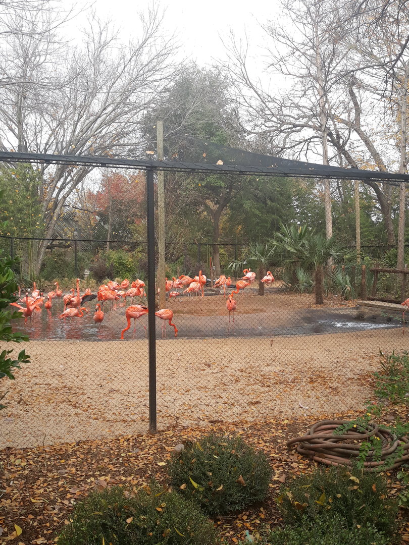 Flamingo viewing from picnic area