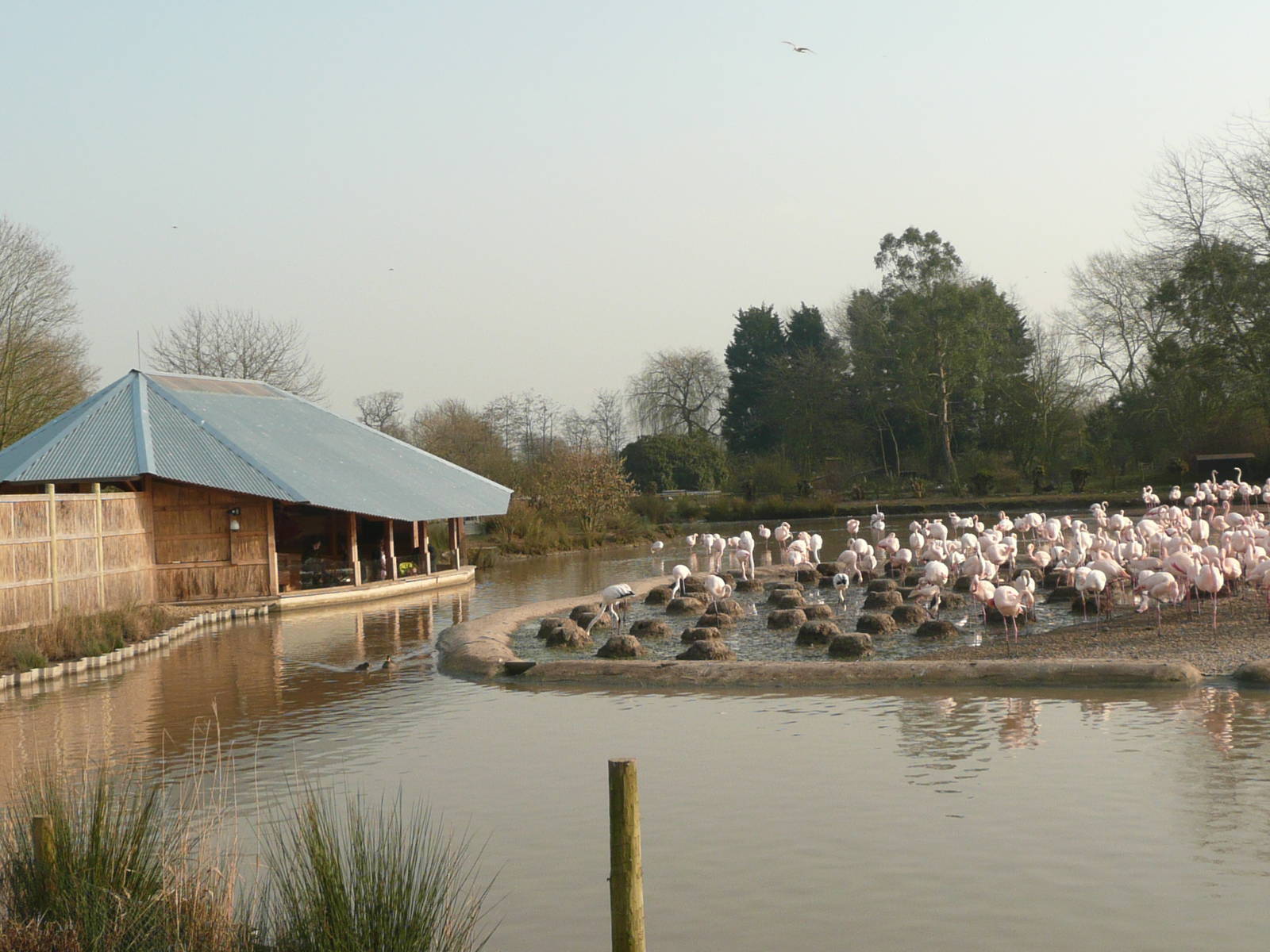 Flamingo viewing shelter