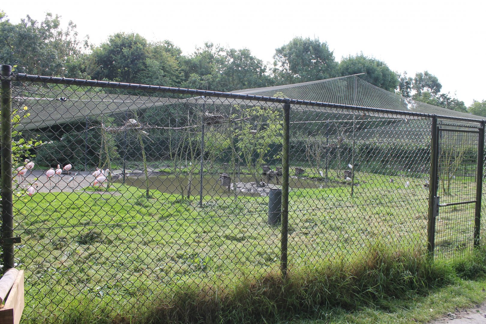 Flamingo - Wader Aviary