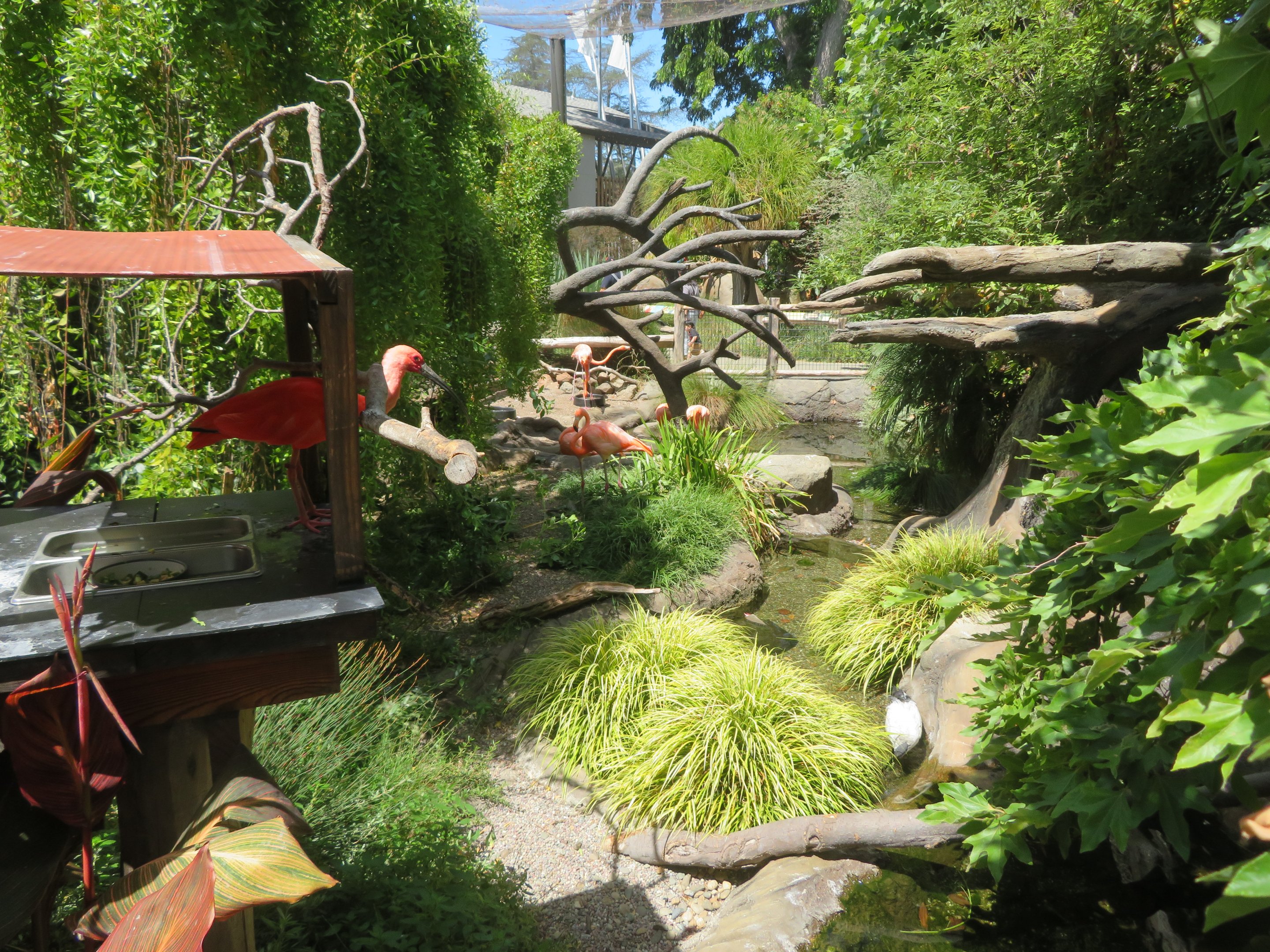 Flamingo & Wading Bird Stream