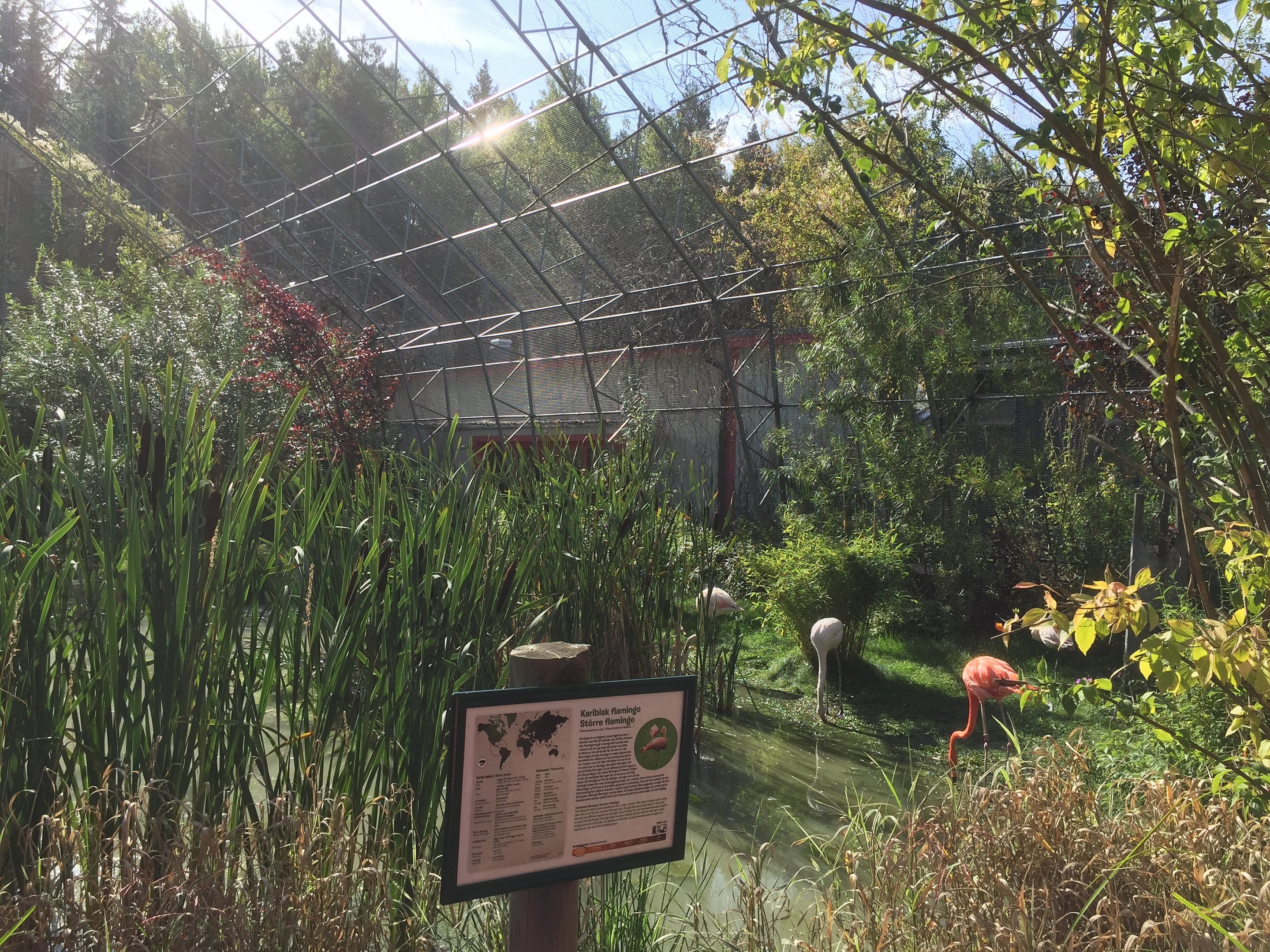 Flamingo Walk-through aviary.