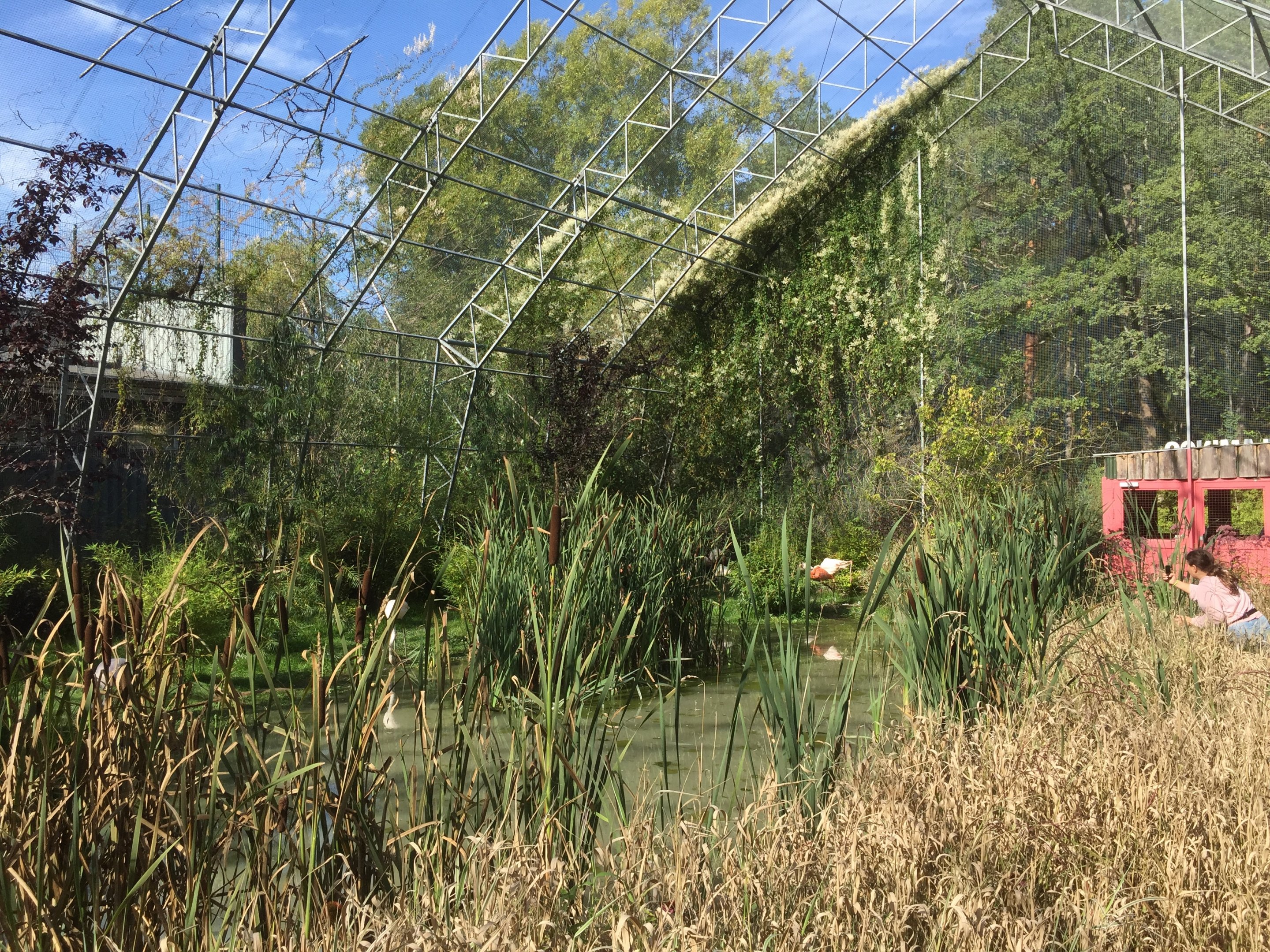 Flamingo Walk-through aviary.