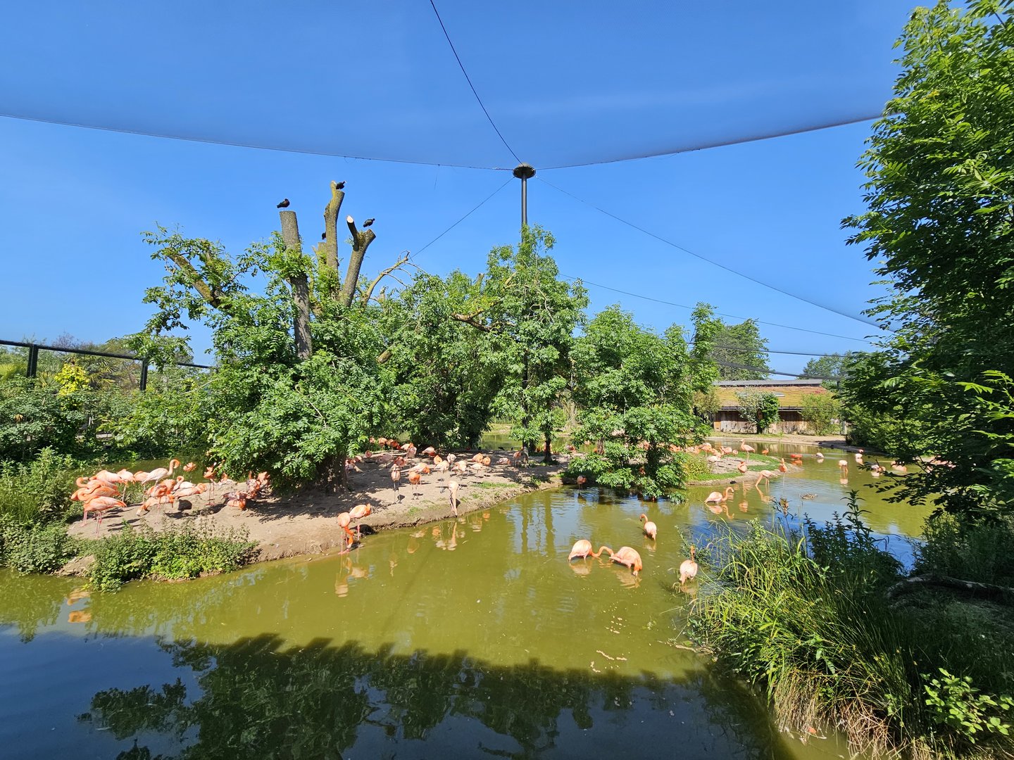 Flamingo walk through