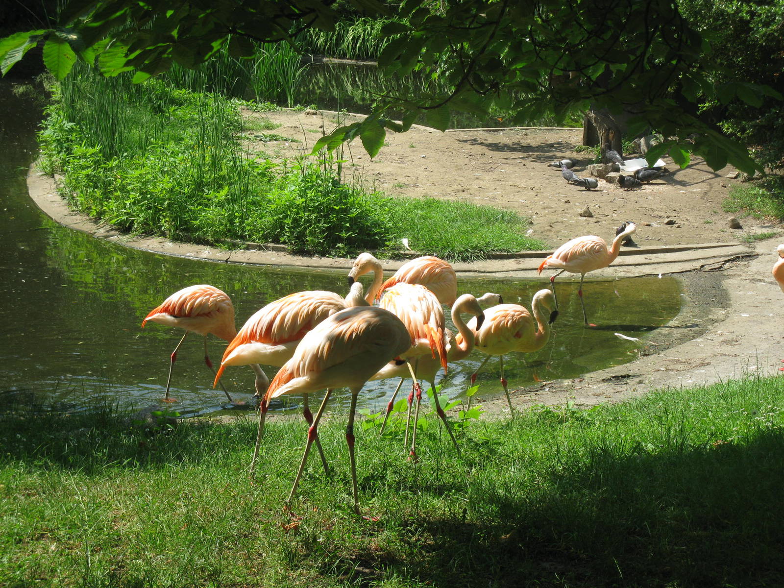 Flamingo Walk