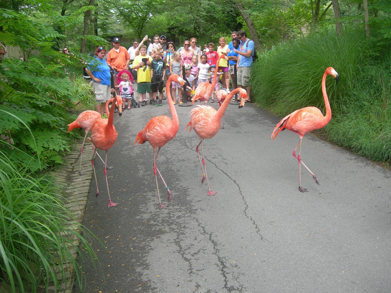 flamingo walk