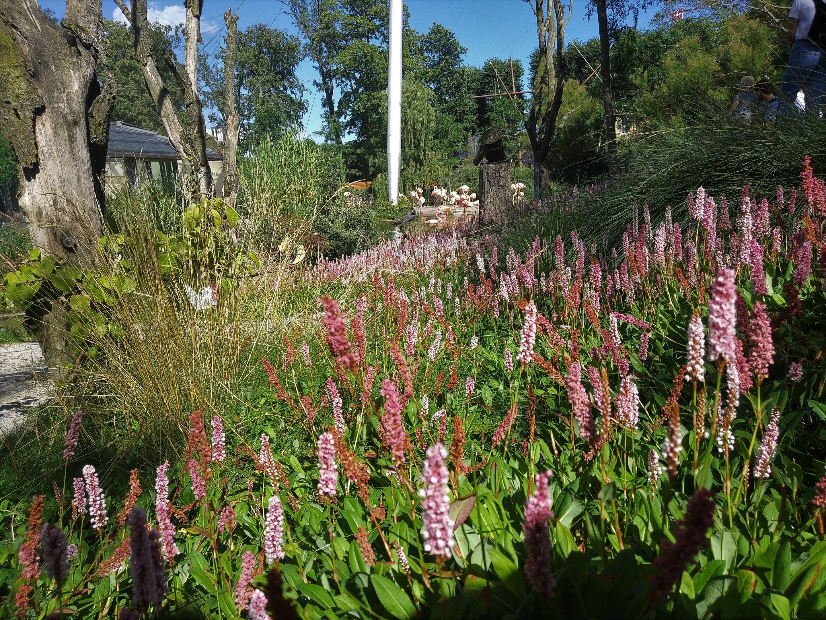 Flamingo Walkthough Aviary