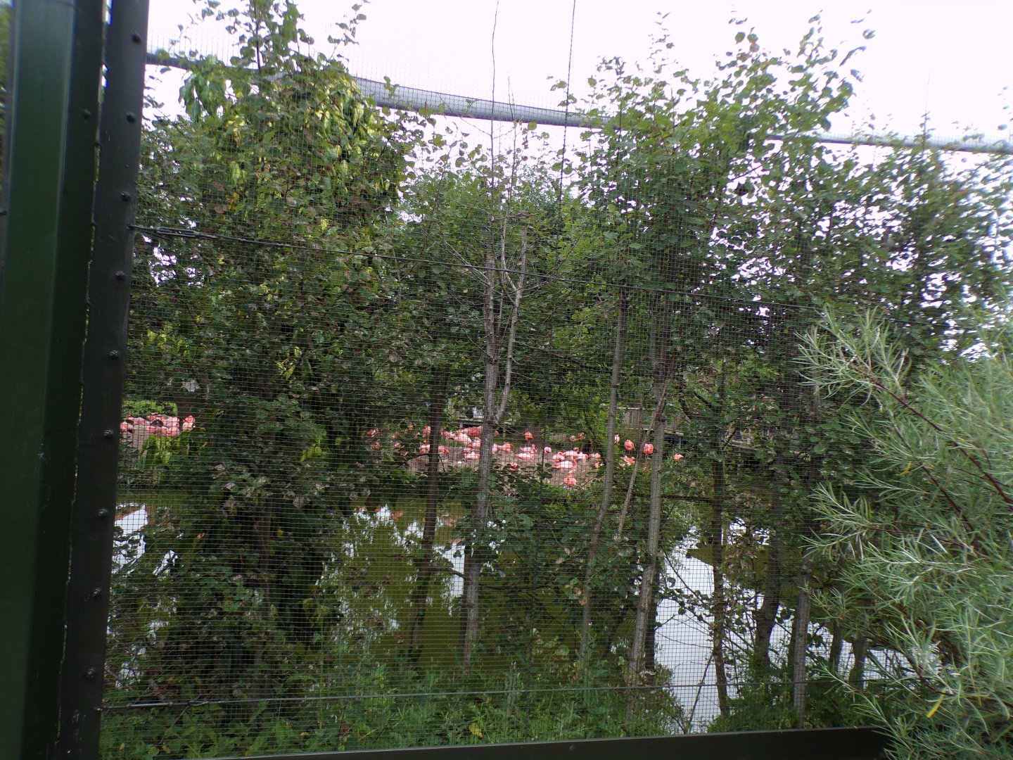 Flamingo walkthrough aviary 29.6.24