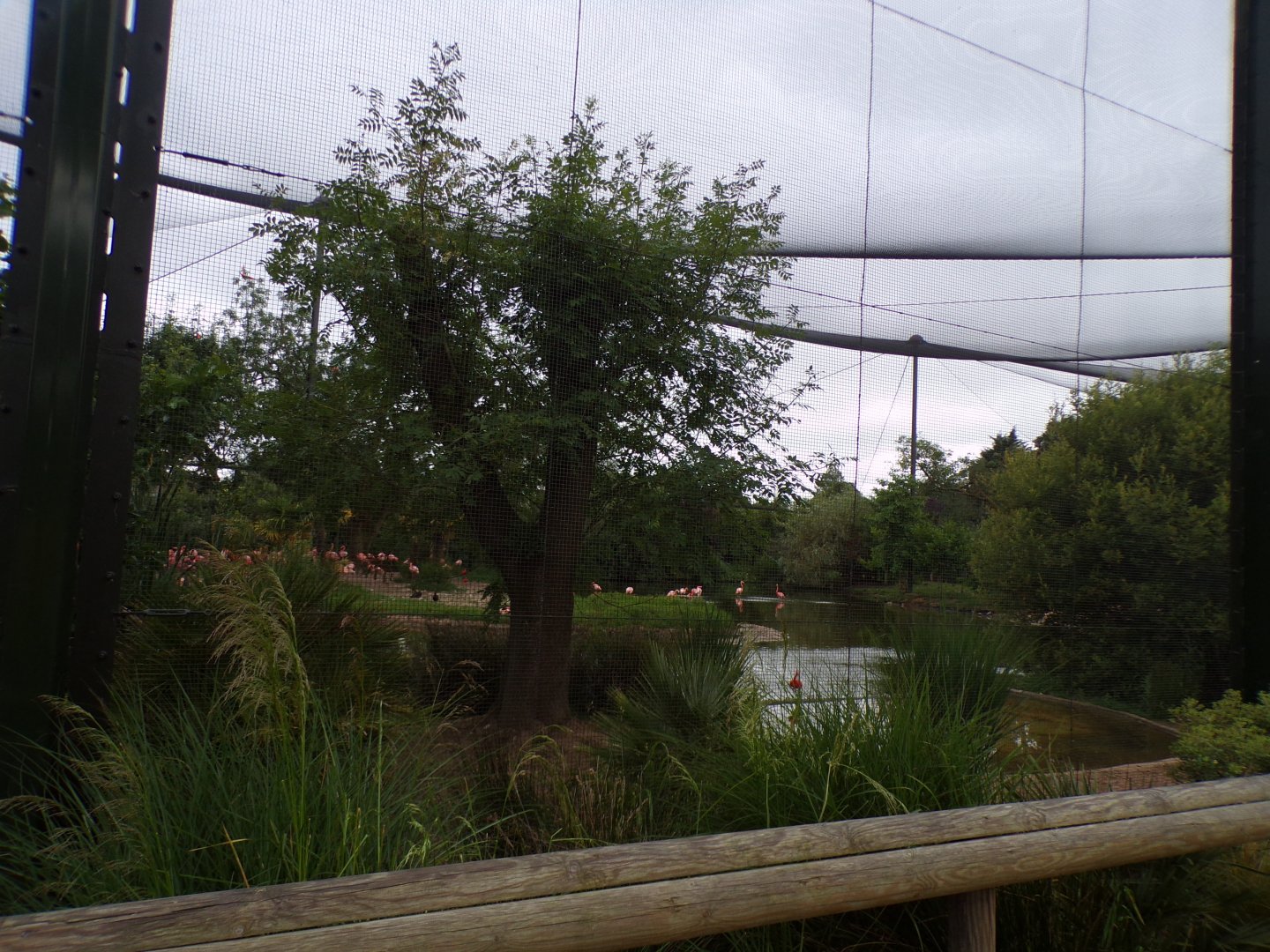 Flamingo walkthrough aviary 29.6.24