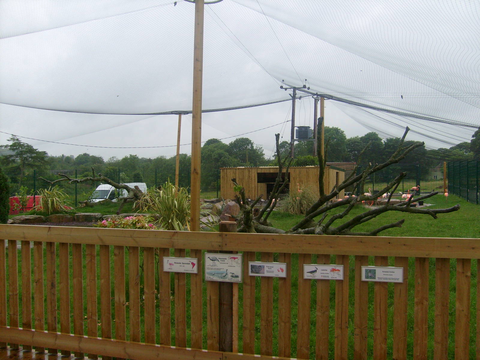 Flamingo Walkthrough