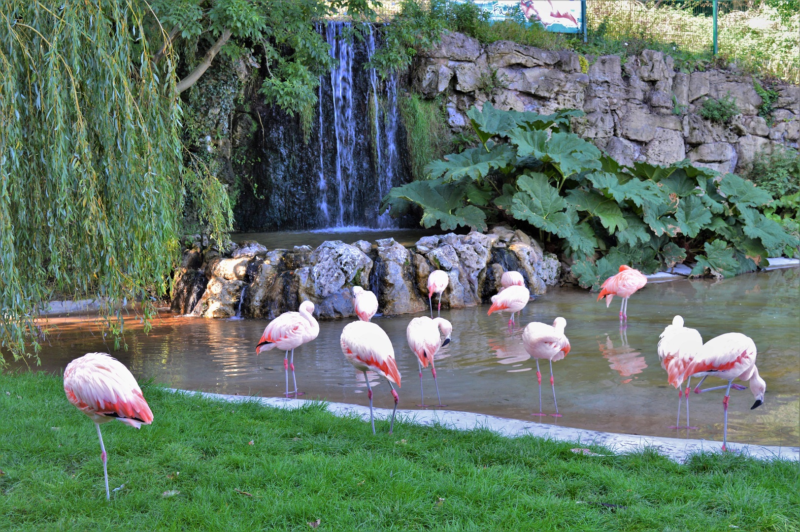 Flamingo waterfall.