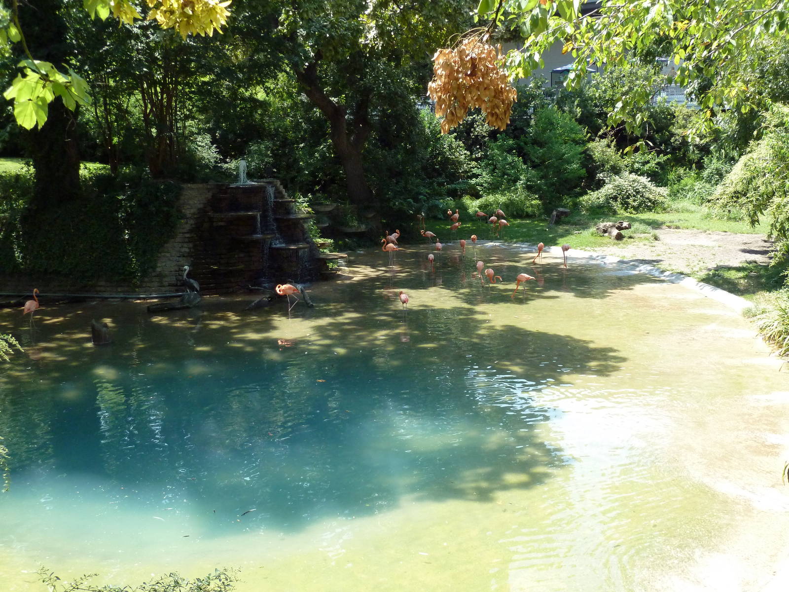 Flamingo/Waterfowl Exhibit