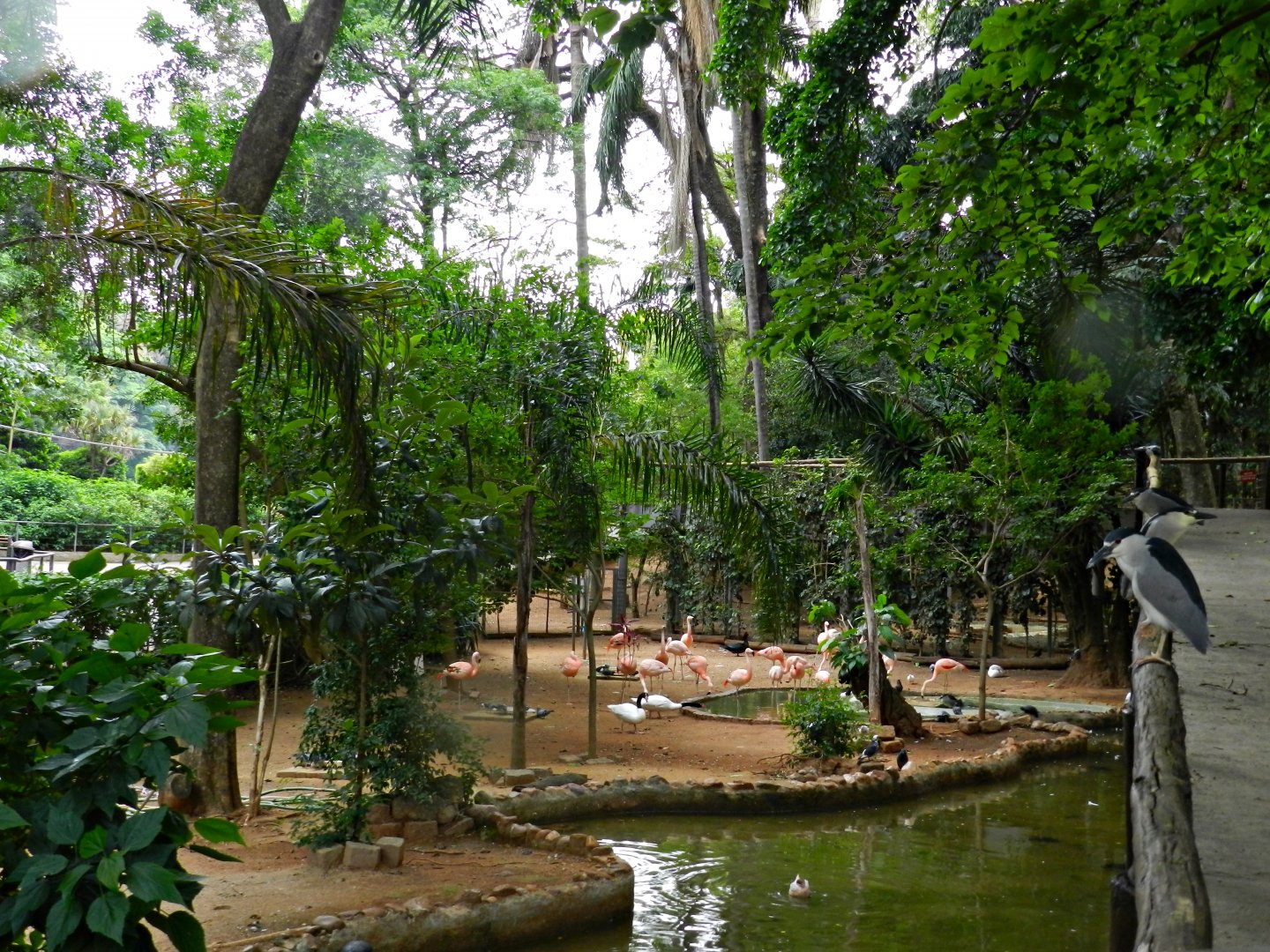 Flamingo/waterfowl lake - Sorocaba zoo (PZMQB)