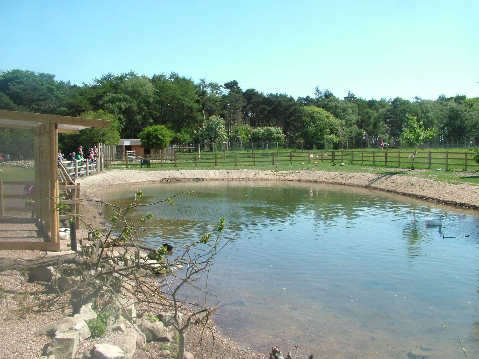 Flamingo/Waterfowl Pond at Yorkshire WP 02/05/11